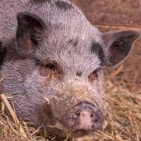Pigs - Animal Sanctuary - Mendon, MA - Maple Farm Sanctuary