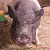 Pigs - Animal Sanctuary - Mendon, MA - Maple Farm Sanctuary