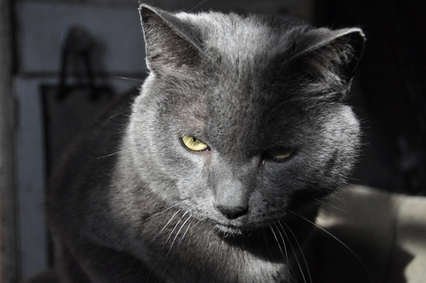 Smokey